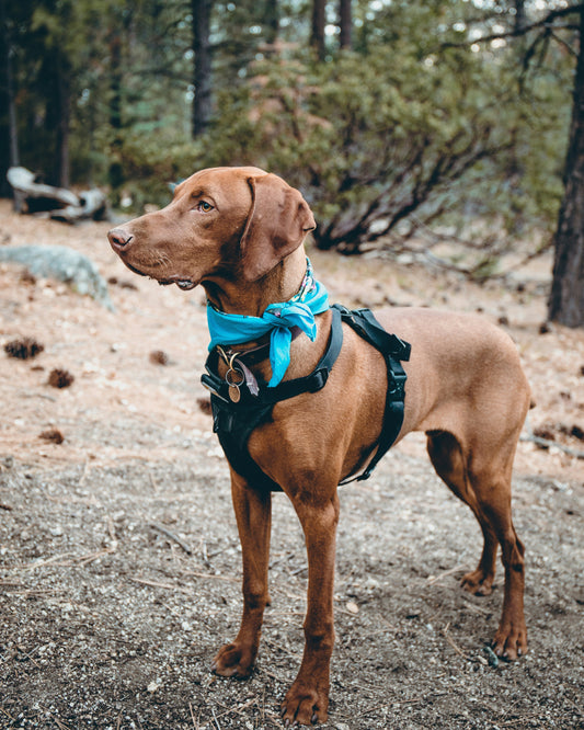 Vacanza in montagna con il cane: consigli utili