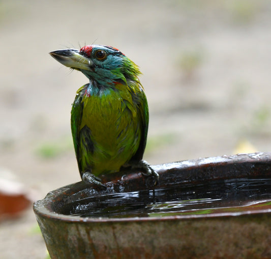 Vaschetta da bagno per uccelli: guida completa alla scelta