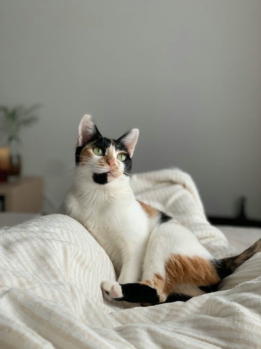 Gatti e vacanze: consigli se restano a casa da soli