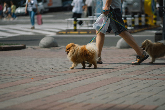 Come proteggere le zampe del cane in estate