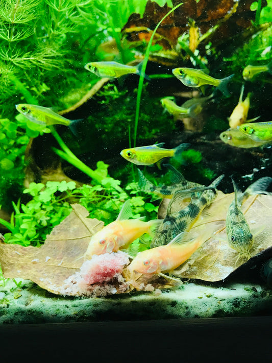 Piante per acquario: come scegliere e curare il verde della tua vasca