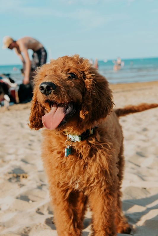 Accessori particolari per cani pensati per la stagione estiva