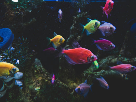 Temperatura acquario in estate: come mantenerla ideale