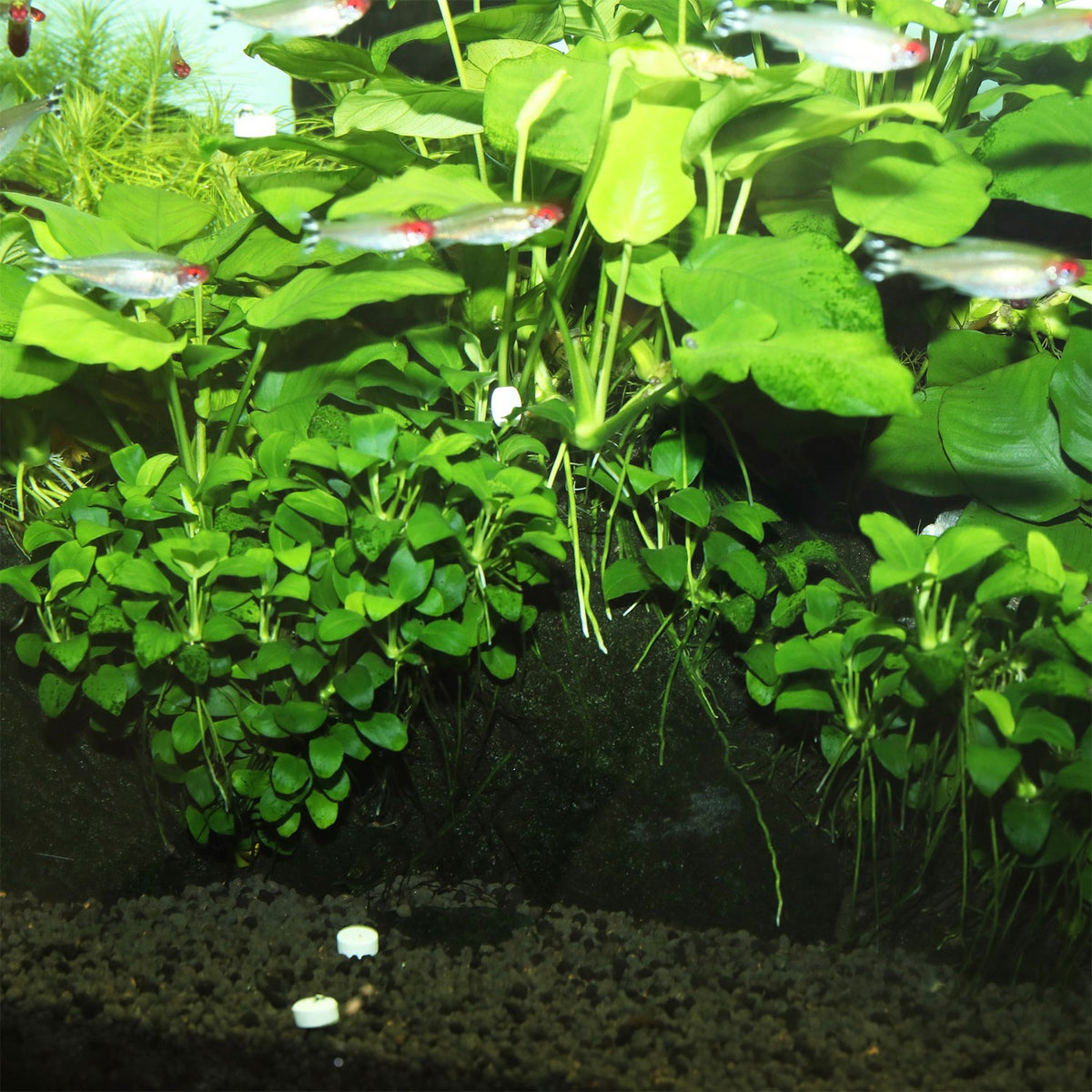 JBL Proflora Ferropol Tabs Fertilizzante Per Piante Acquatiche