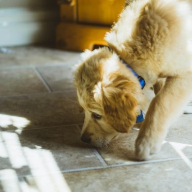 Collari antiparassitari per cani: quando utilizzarli