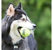 Kong AirDog Pallina da Tennis con Suono Gioco per Cani