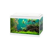 Askoll Ciao Aqua Light 20 Led Acquario In Vetro Completo 40x20x31,3h cm