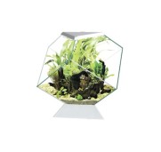 Askoll Ciano Nexus C5 Betta Life Acquario A Diamante Per Pesci Betta