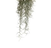 Exoterra Spanish Moss Decorativo Piante Muschio per Terrari