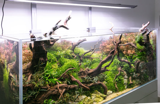 Guida completa all’acquario perfetto: attrezzatura, manutenzione e scelta dei pesci