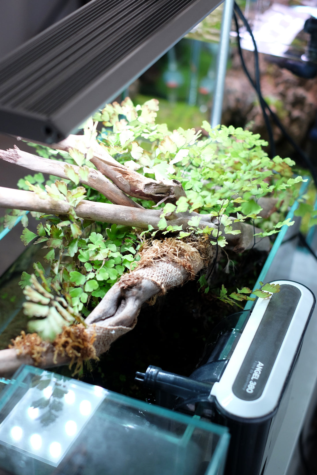 Come scegliere il filtro giusto per il tuo acquario (e perché è così importante)