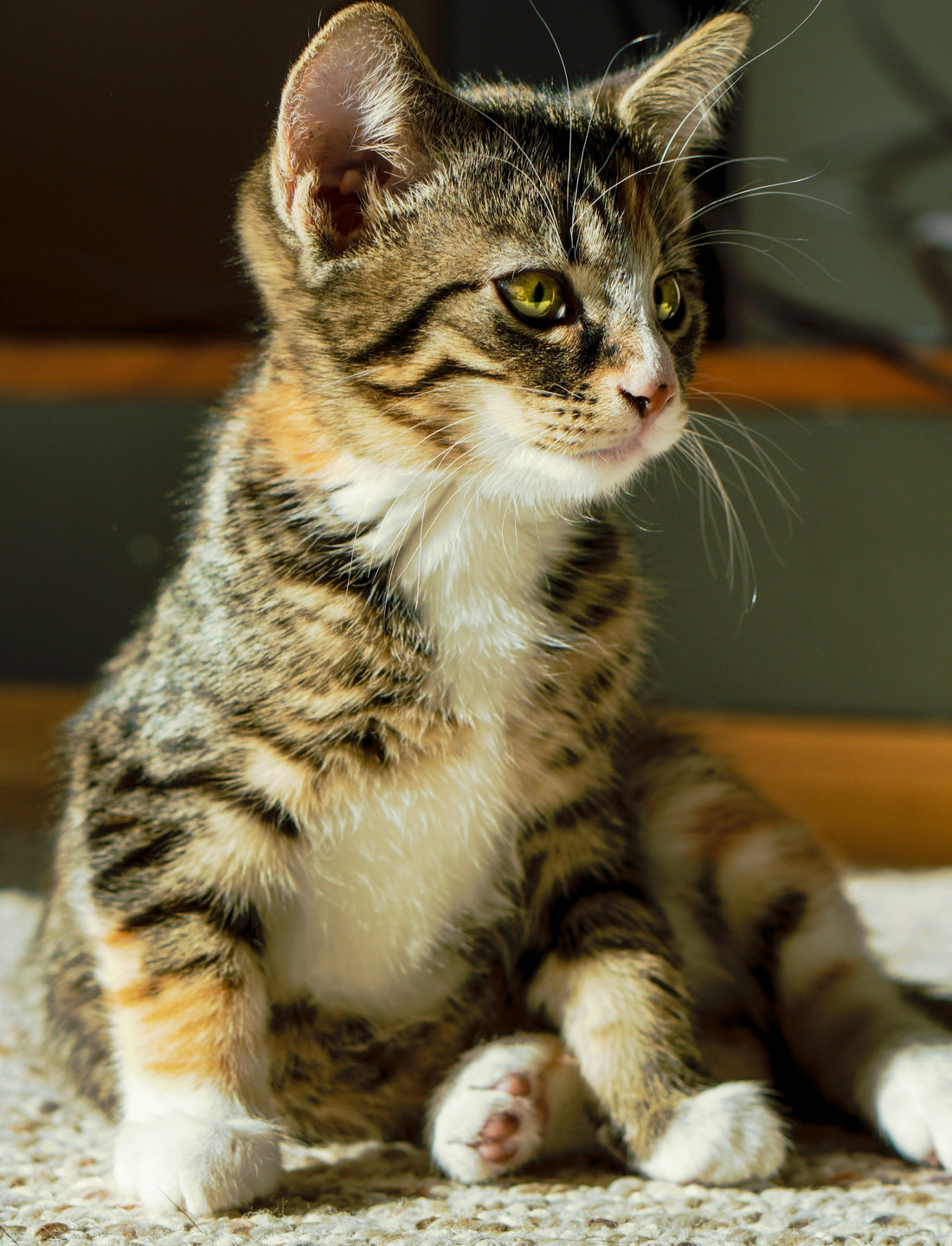 Età del gatto: come calcolarla davvero