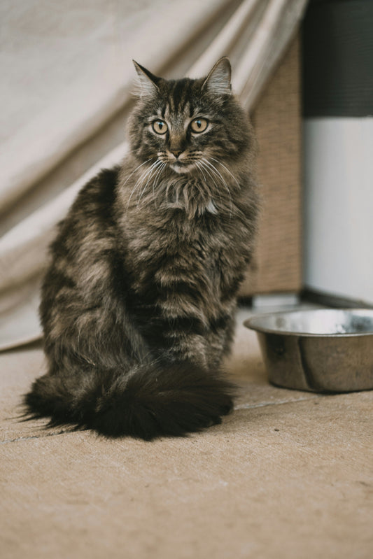 Il gatto beve poco: come stimolarlo a bere di più