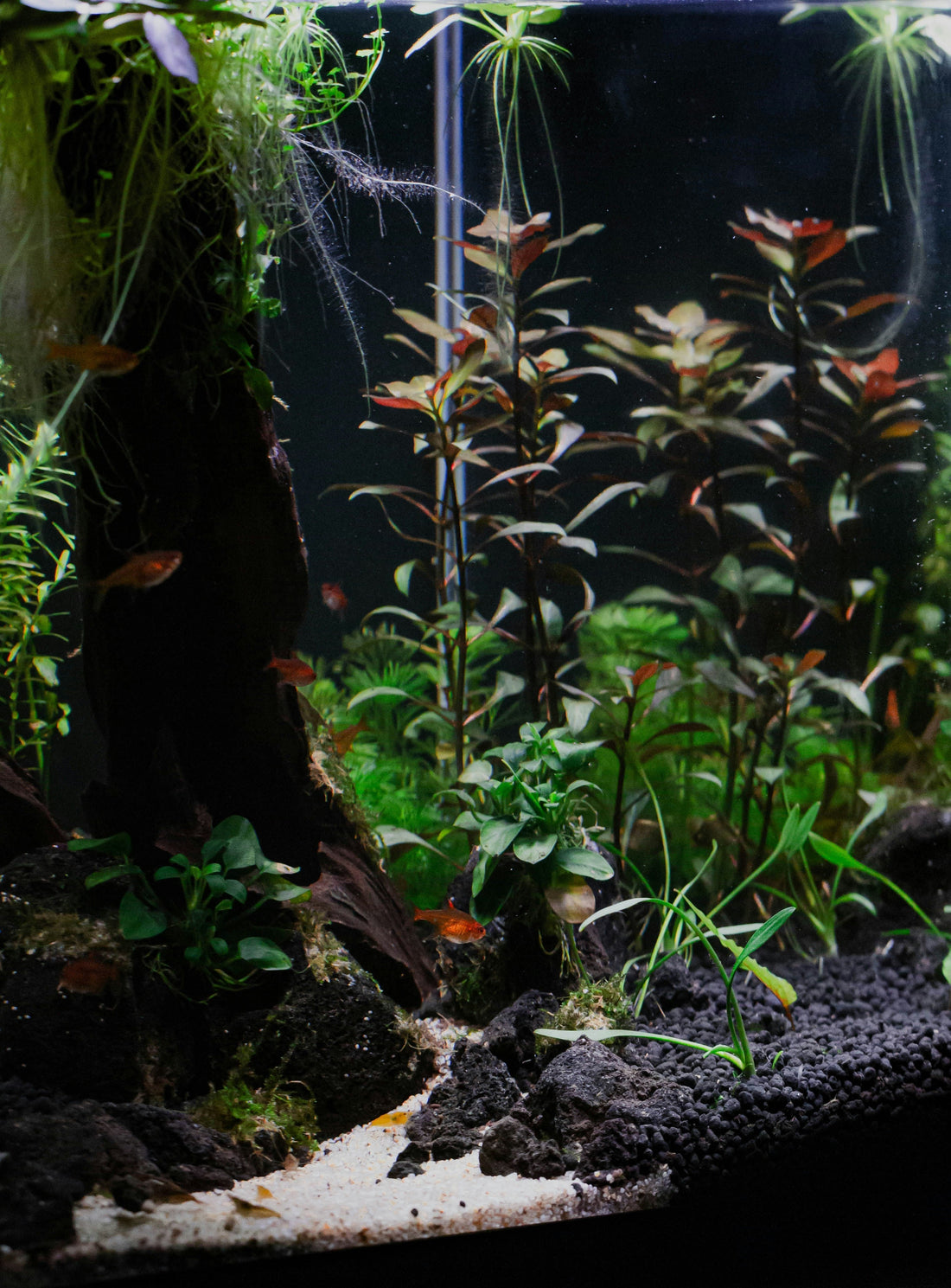 Ciclo dell’azoto in acquario: cos’è e perché è fondamentale