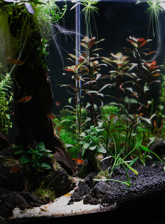 Ciclo dell’azoto in acquario: cos’è e perché è fondamentale