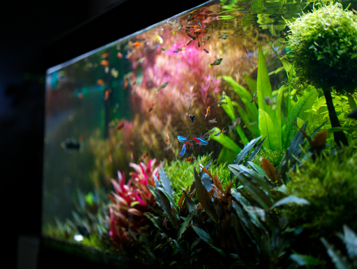 Come inserire nuovi pesci nell'acquario: acclimatazione e errori da evitare