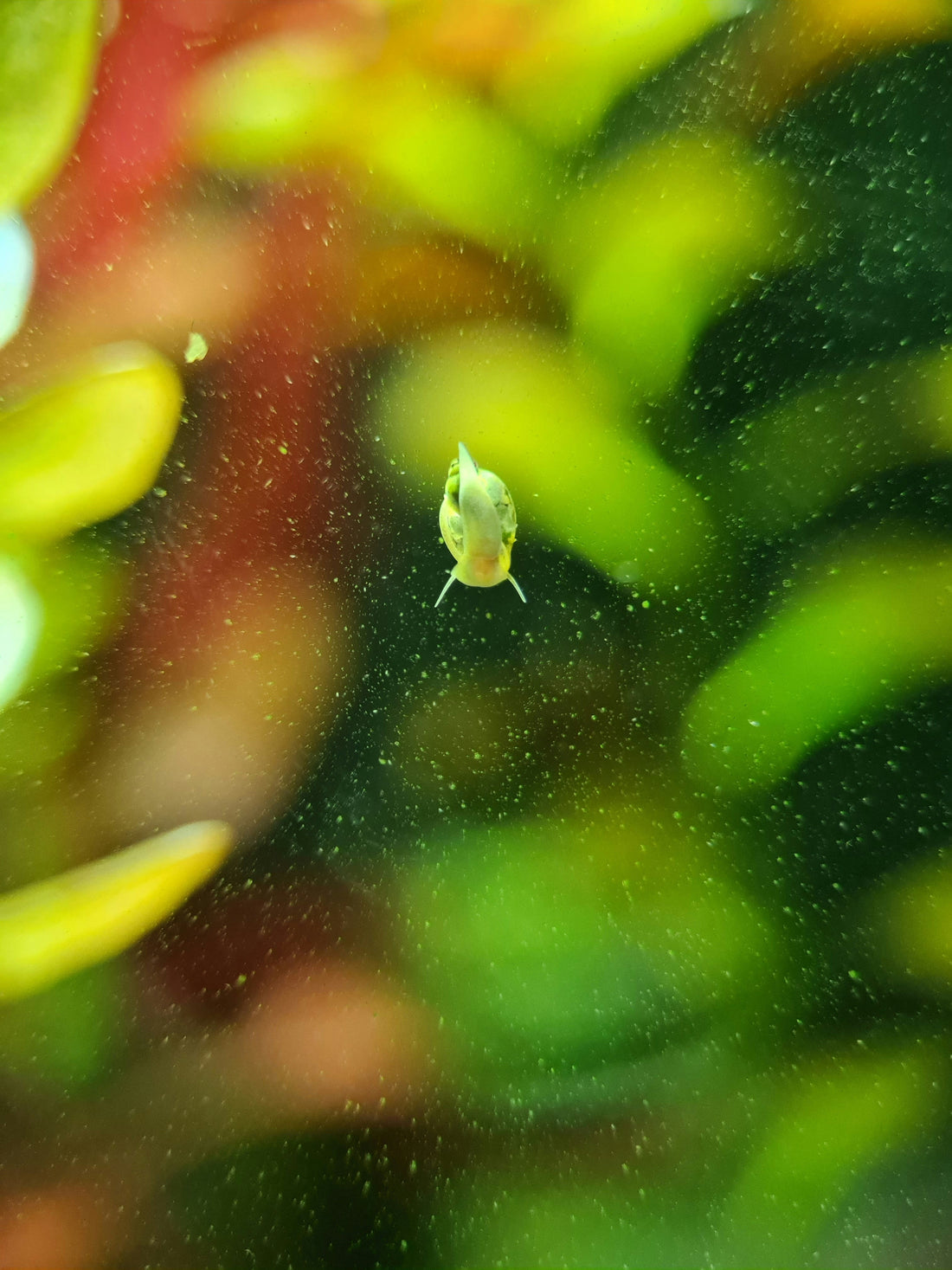 Alghe nell’acquario: cause, rimedi efficaci e come prevenirle