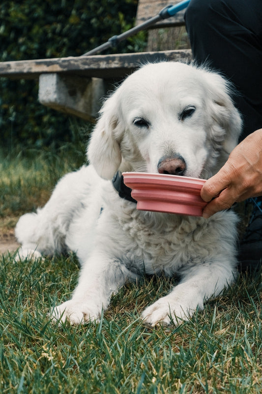 Colpo di calore nel cane: sintomi, cosa fare e come prevenirlo