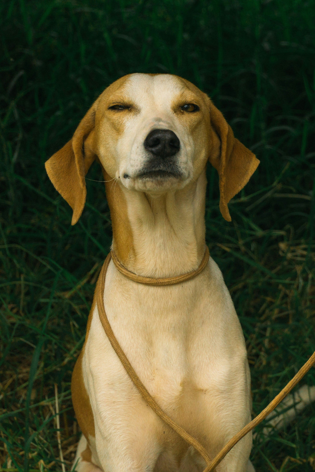 Allergie primaverili nel cane: sintomi, cause e rimedi