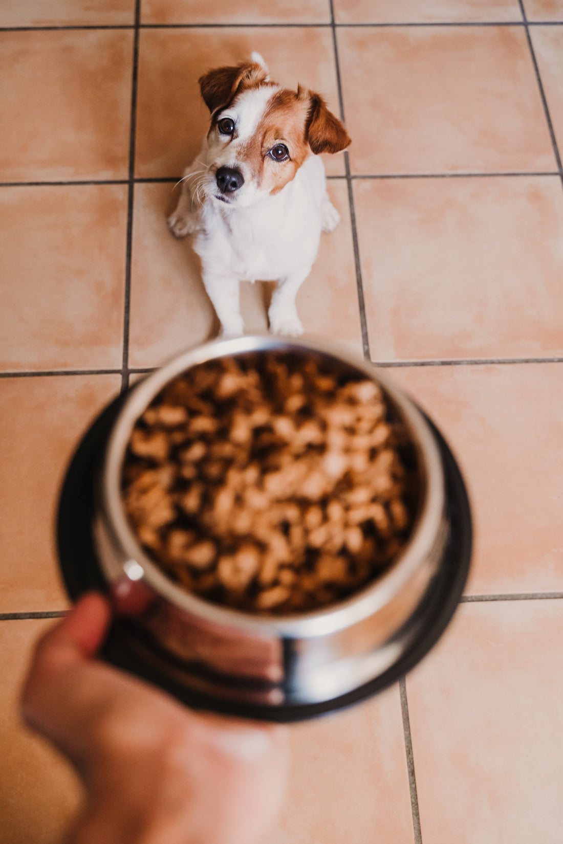 Le esigenze nutrizionali del cane: guida a età, taglia e stile di vita