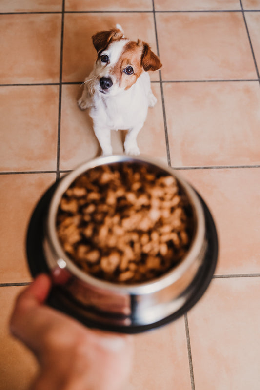 Le esigenze nutrizionali del cane: guida a età, taglia e stile di vita