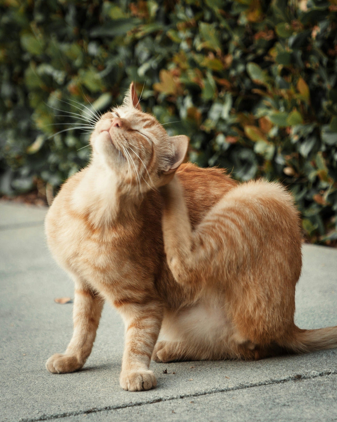 Antiparassitari per gatti: quale scegliere e quando iniziare