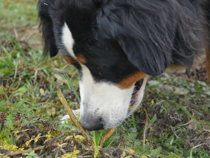 Perché il cane mangia l’erba? Cause, significato e quando preoccuparsi