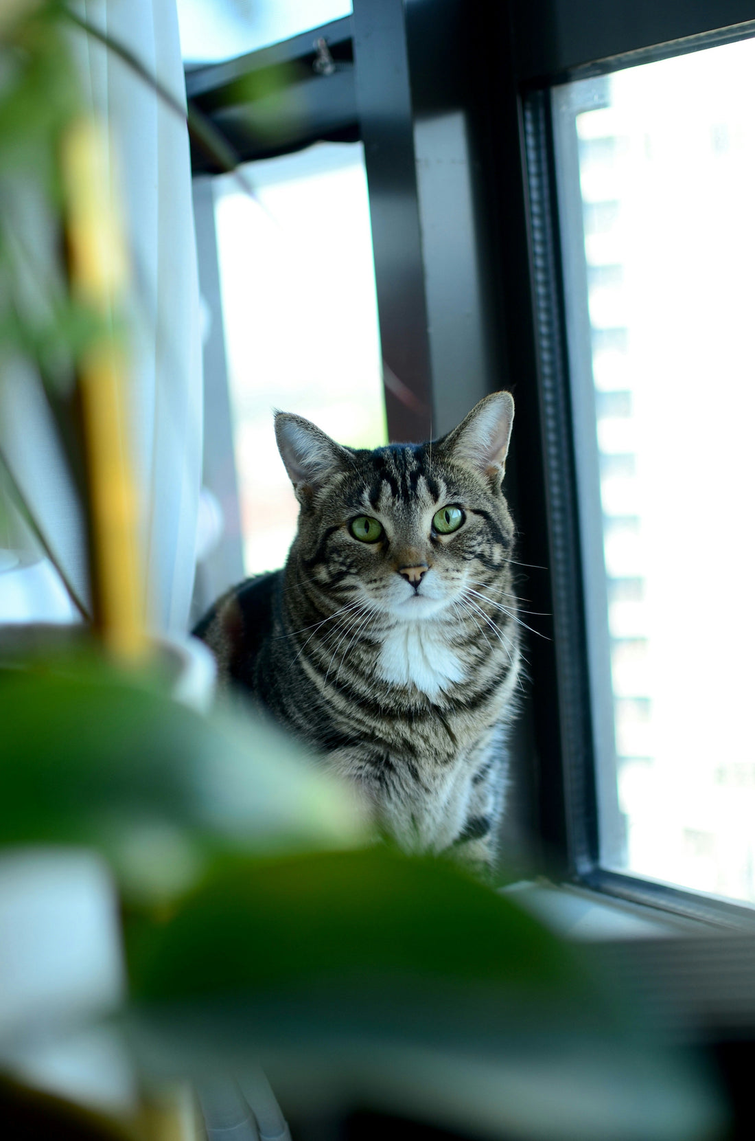 Cura del gatto domestico: tutto quello che devi sapere su alimentazione, igiene e comportamento