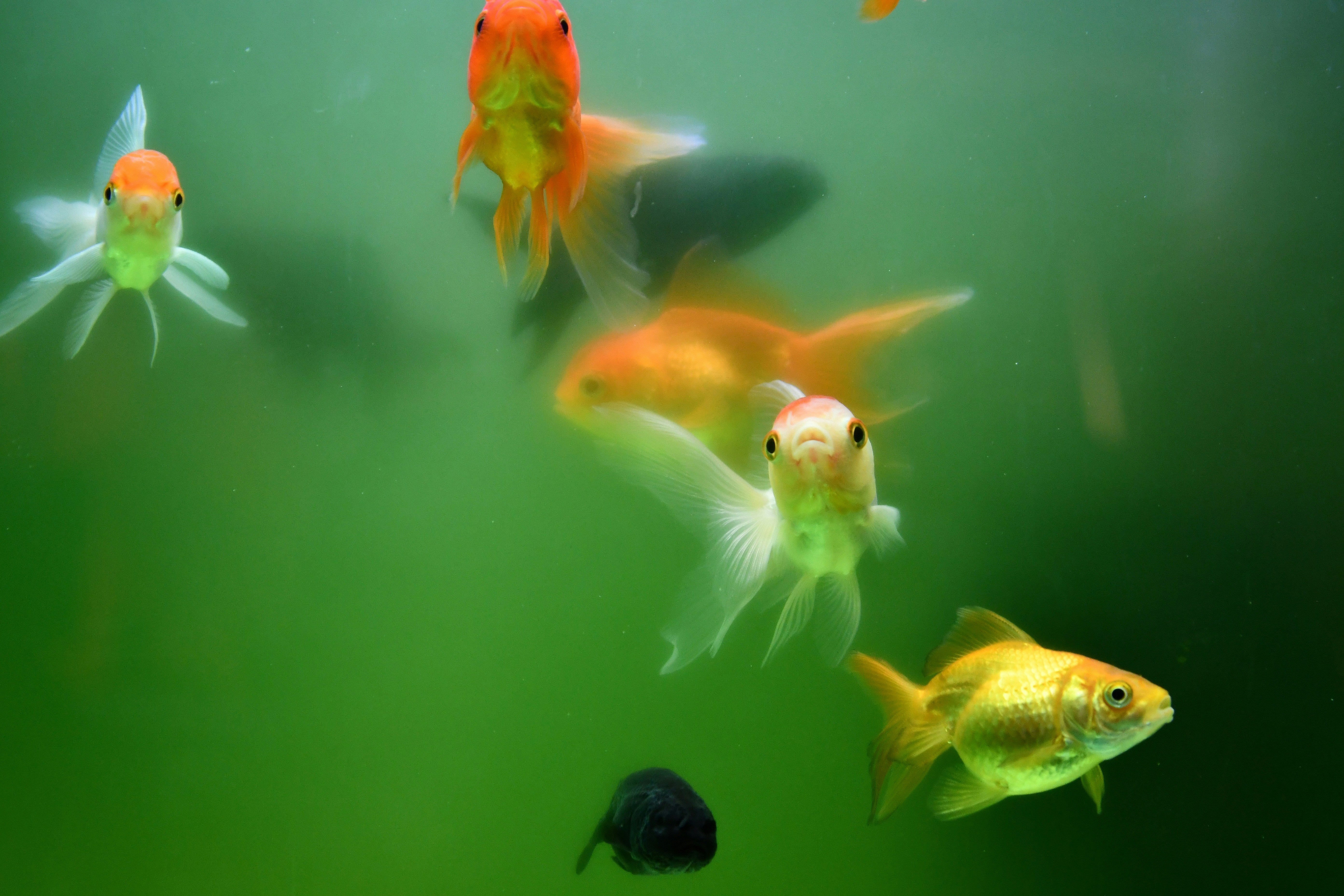 Come eliminare le alghe dall’acquario: guida pratica per acquari pulit ...