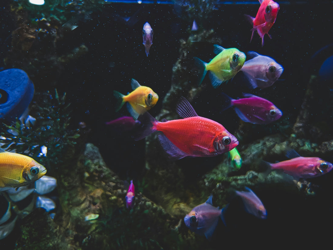 Temperatura acquario in estate: come mantenerla ideale