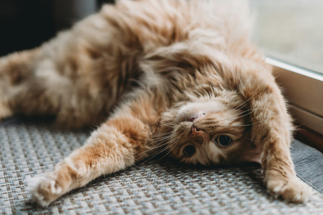 Gatto perde pelo in primavera: quando è normale e quando preoccuparsi