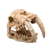 Aqpet Decorart Decorazioni Per Acquari Mod. Fossil Skull