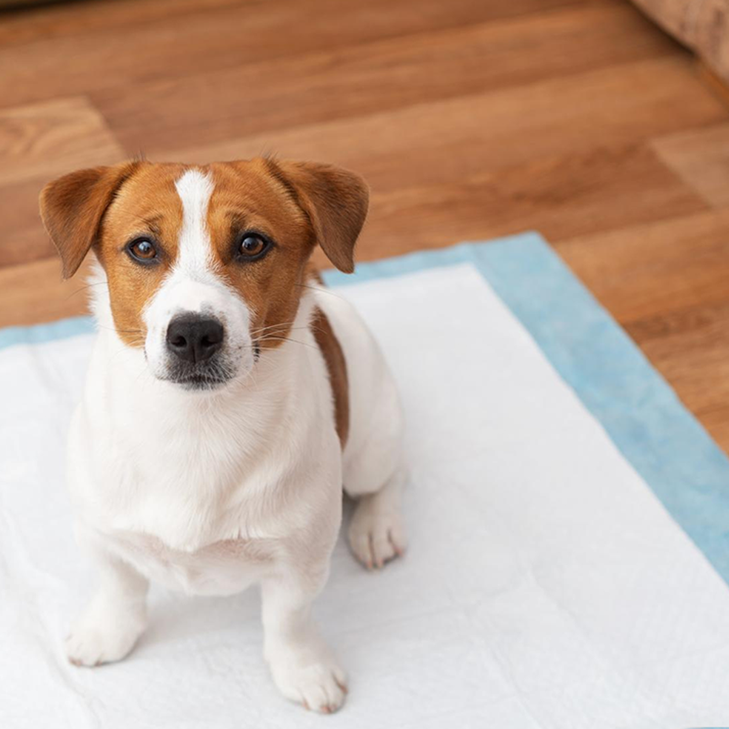 AqpetFriends Nappy Pet Basic Tappetino Assorbente Con Strisce Adesive 50 pz