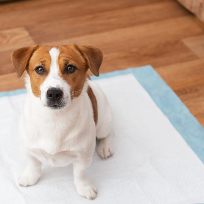 AqpetFriends Nappy Pet Basic Tappetino Assorbente Con Strisce Adesive 50 pz