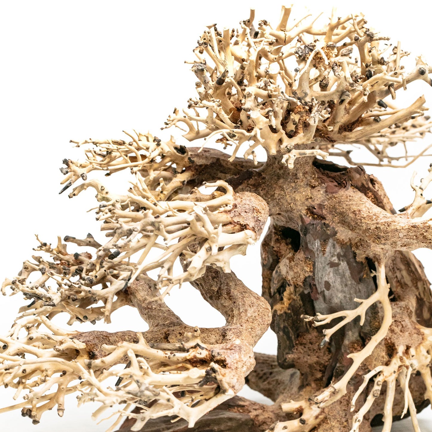 Aqpet Zen Bonsai Wood Legno Naturale Per Arredo In Acquario