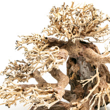 Aqpet Zen Bonsai Wood Legno Naturale Per Arredo In Acquario