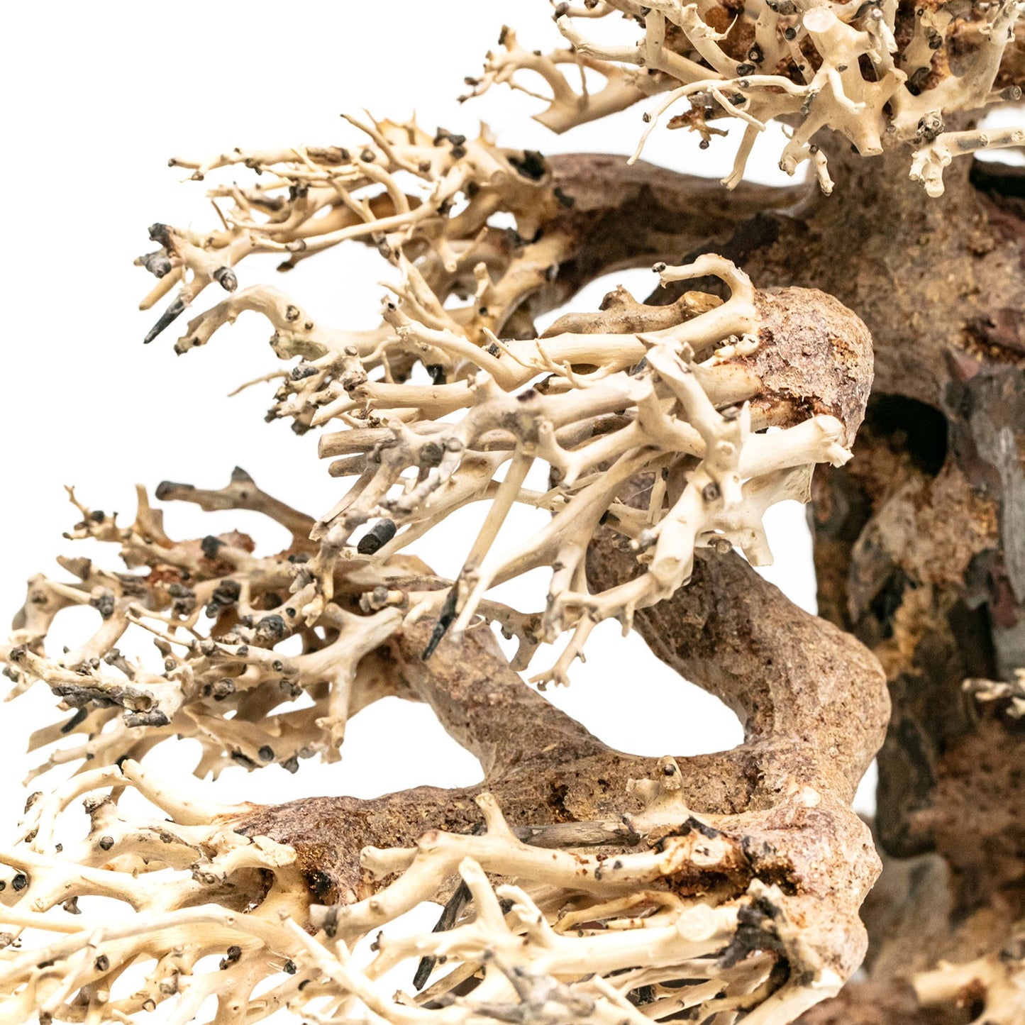 Aqpet Zen Bonsai Wood Legno Naturale Per Arredo In Acquario