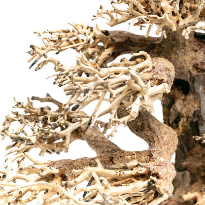 Aqpet Zen Bonsai Wood Legno Naturale Per Arredo In Acquario