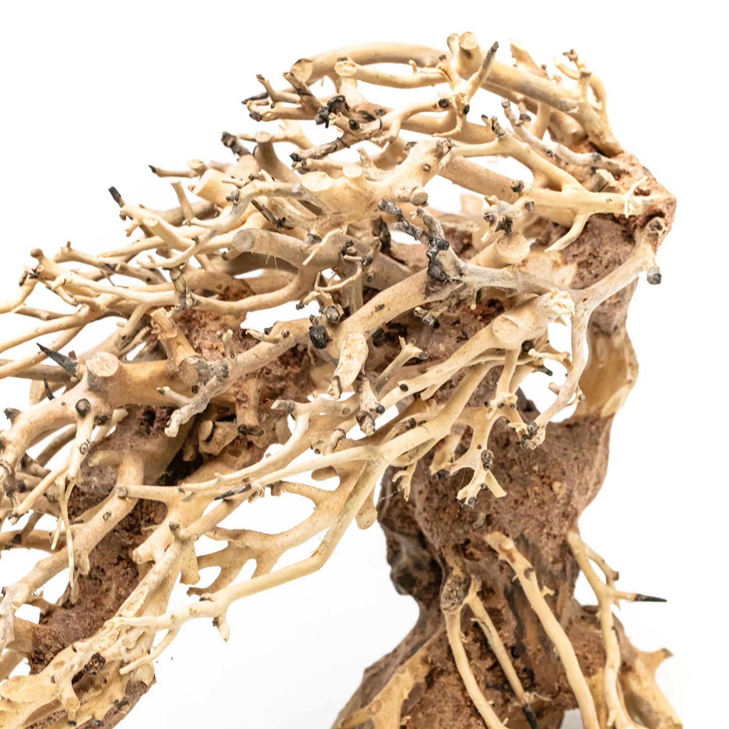 Aqpet Zen Bonsai Romantic Legno Naturale Per Arredo In Acquario