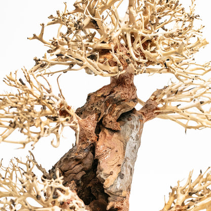 Aqpet Zen Bonsai Pine Legno Naturale Per Arredo In Acquario