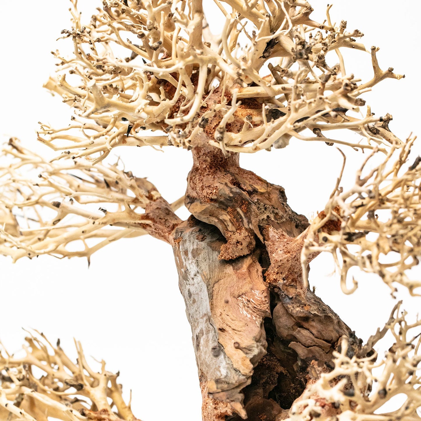 Aqpet Zen Bonsai Pine Legno Naturale Per Arredo In Acquario