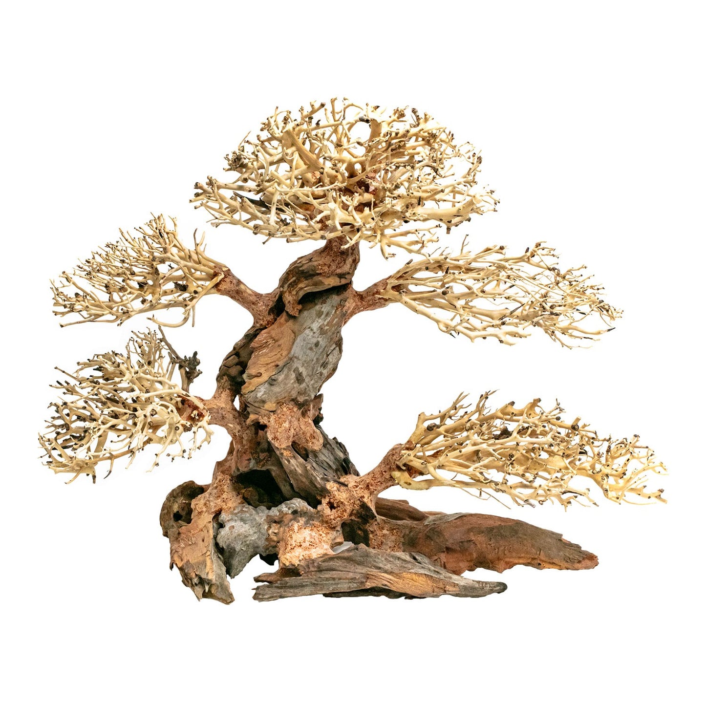 Aqpet Zen Bonsai Pine Legno Naturale Per Arredo In Acquario