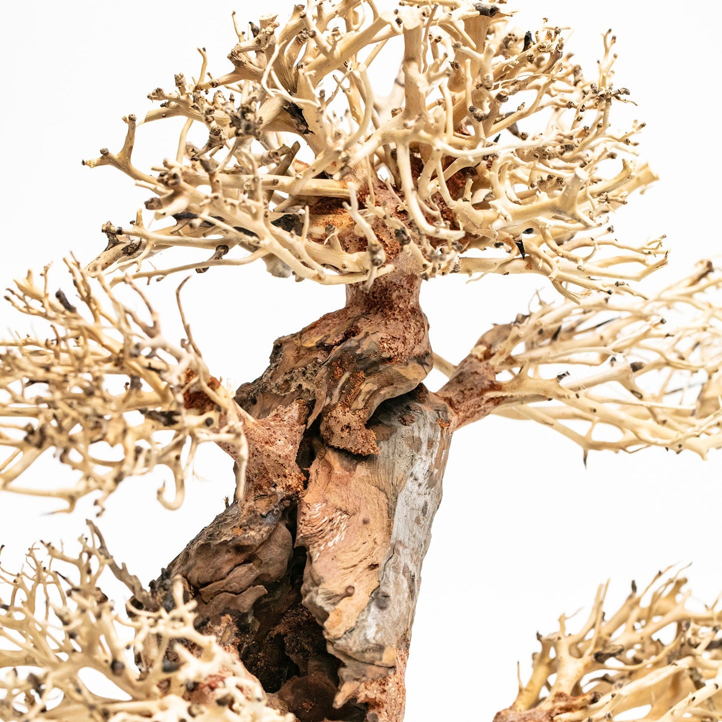 Aqpet Zen Bonsai Pine Legno Naturale Per Arredo In Acquario