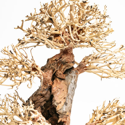Aqpet Zen Bonsai Pine Legno Naturale Per Arredo In Acquario