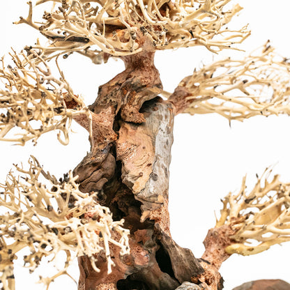 Aqpet Zen Bonsai Pine Legno Naturale Per Arredo In Acquario