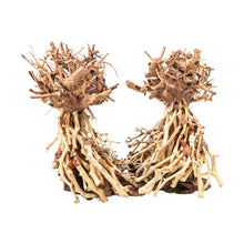 Aqpet Zen Bonsai Dancing Legno Naturale Per Arredo In Acquario