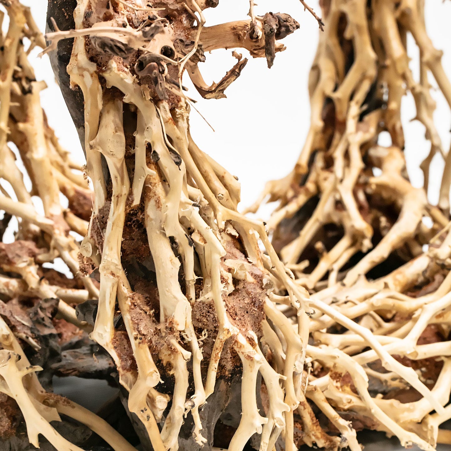 Aqpet Zen Bonsai Dancing Legno Naturale Per Arredo In Acquario