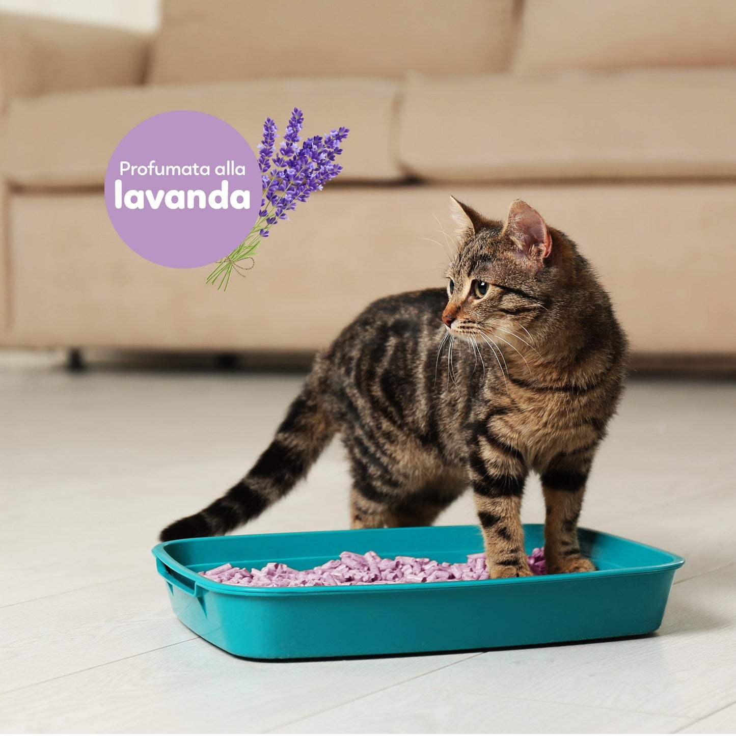 AqpetFriends Catty Green Lettiera Naturale per Gatti Alla Soia Fragranza Alla Lavanda 6 L