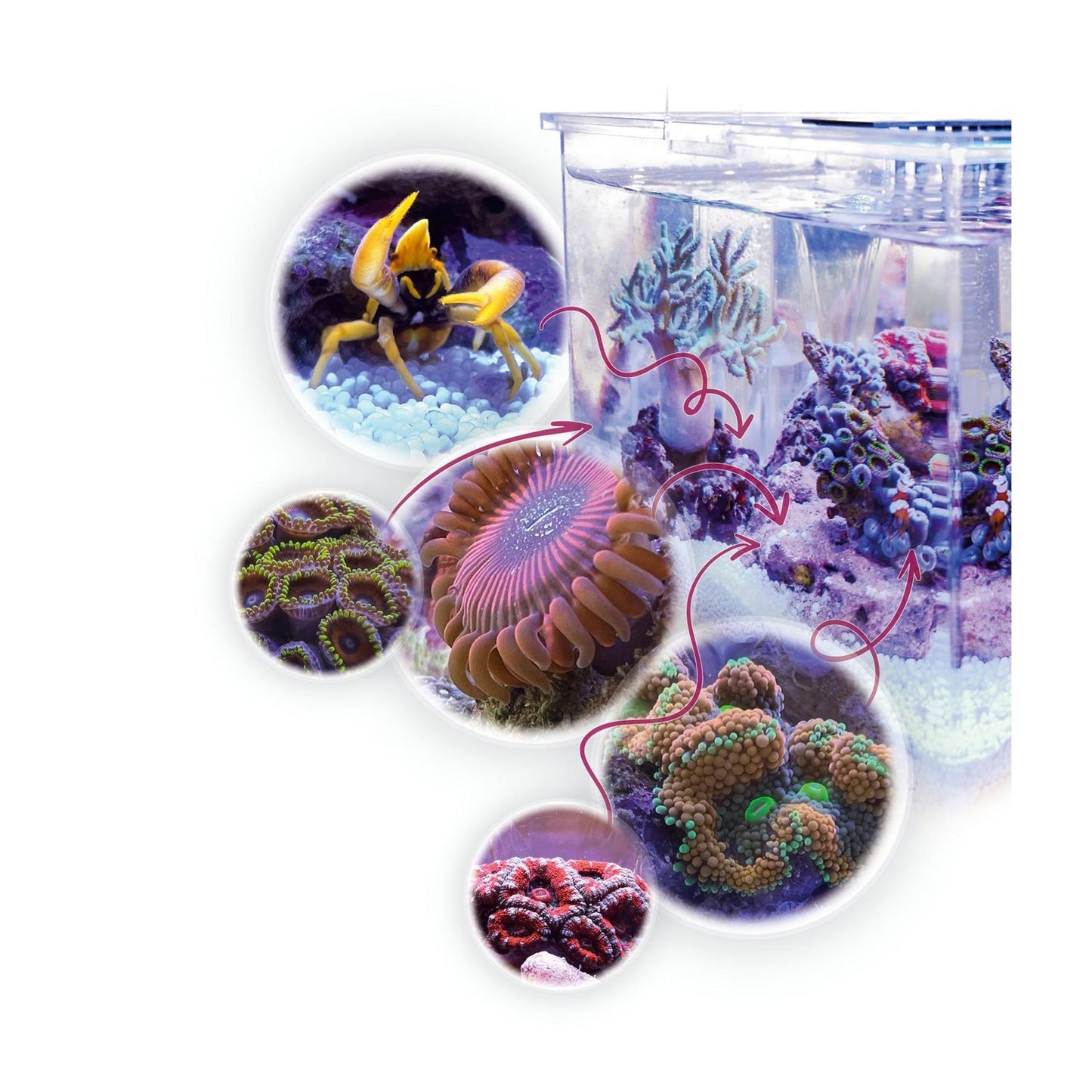 AquaMedic Armatus XS Micro Acquario All-in-One Con Filtro E Supporto