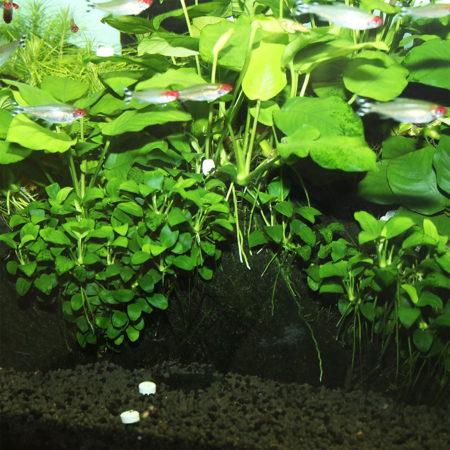 JBL Proflora Ferropol Tabs Fertilizzante Per Piante Acquatiche